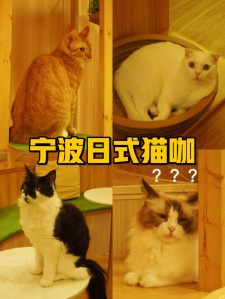 宁波猫咪殡葬服务	(宁波哪里可以埋葬宠物)